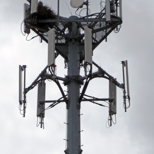 Bird nest in a cell tower in Chicago