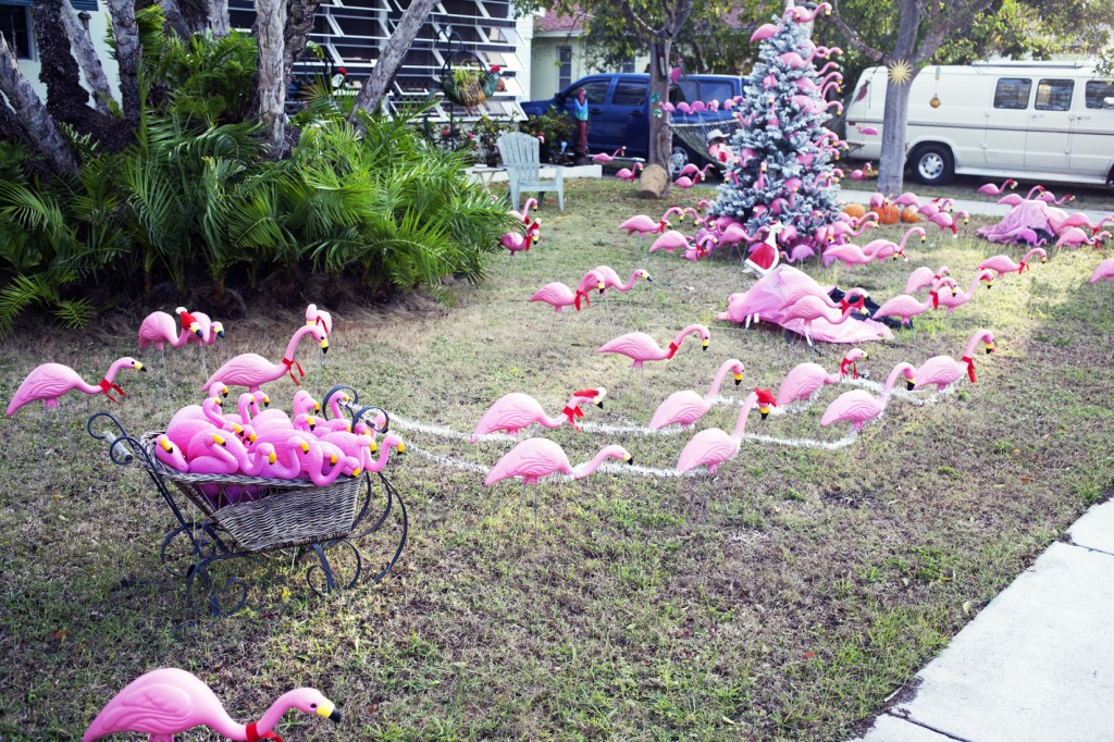 front yard display flamingo