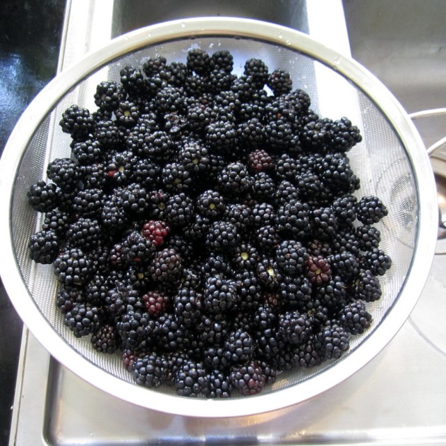 Søndag brombær / Sunday blackberries | Mythological Quarter